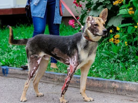 В Новокузнецке собака с сильными ожогами ищет нового хозяина