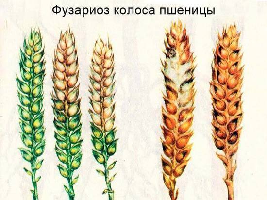 В Тверской области зерновые культуры «болеют» опасным заболеванием