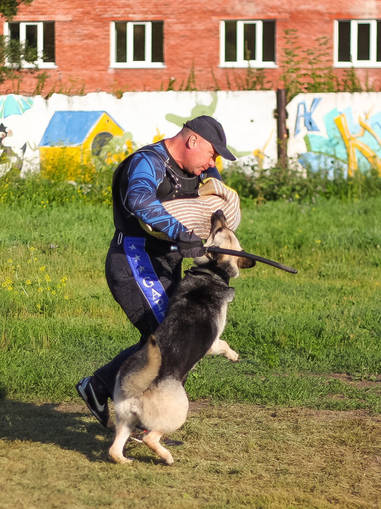 Лучшая рабочая собака и лучший боксер живут в Кемерове