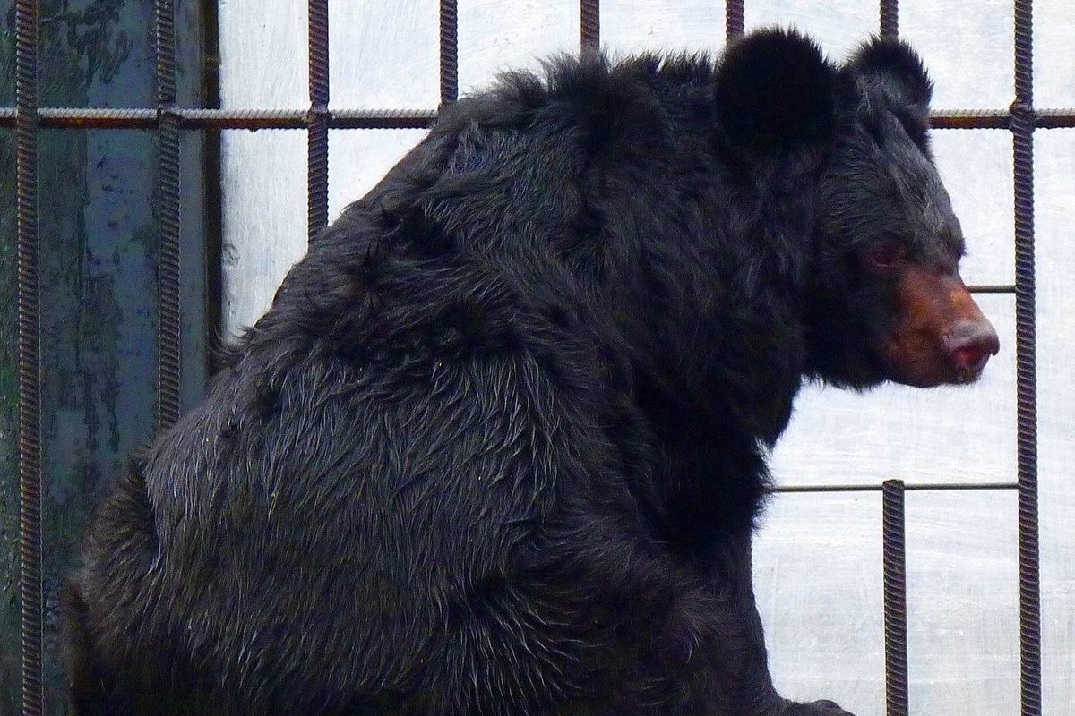 В омский зоопарк завезли макака Бесика, медведицу Дашу и енота-полоскуна -  МК Омск