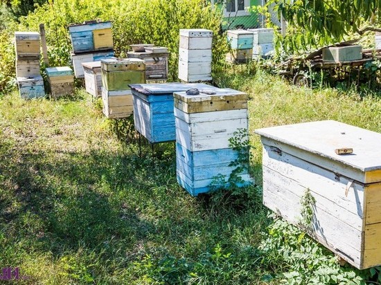 Миролюбивая и медоносная: ученые КФУ выращивают особенную крымскую пчелу