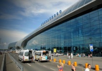 Буйный контрабандист выбил головой зубы инспектору  таможни при прохождении осмотра на зеленом коридоре в аэропорту «Домодедово»