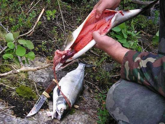 На Камчатке за неделю полицейские изъяли более тонны лососевой  икры