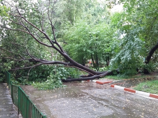Из-за ливня 24 августа в Иркутске падали деревья и возникали дорожные пробки