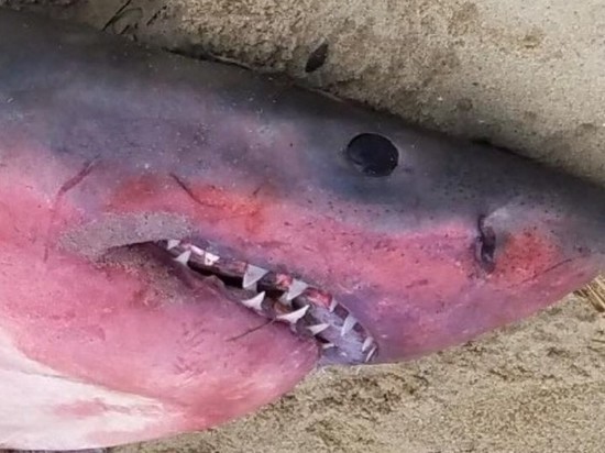 В США обнаружили белую акулу красного цвета