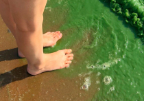 Жители Санкт-Петербурга, обнаружили, что на некоторых пляжах, а также вблизи Петергофа вода в Финском заливе приобрела зеленоватый цвет
