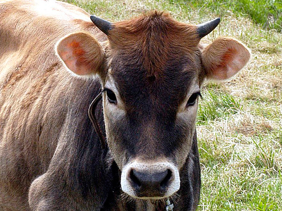 Несчастный случай произошел, когда гастарбайтер из Узбекистана загонял скот в сарай