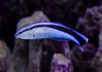 Рыбы вида  Labroides dimidiatus, вероятно, обладают особенностью, характерной для очень небольшого количества живых существ и говорящей о присутствии самосознания