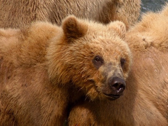 Жители Петрозаводска все чаще наблюдают медведей