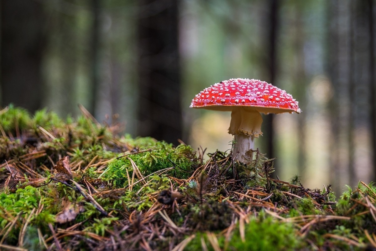 ядовитые грибы в лесу фото
