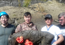 Российские специалисты из Северо-Восточного федерального университета в сотрудничестве с южнокорейскими специалистами планируют попытаться клонировать древнюю лошадь, ранее обнаруженную  в Верхоянском районе Якутии