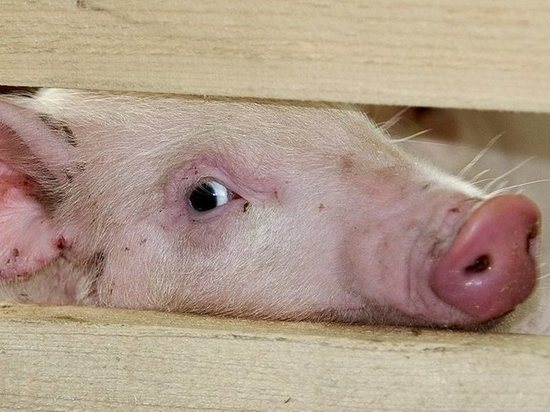 К Архангельской области подступает африканская чума свиней