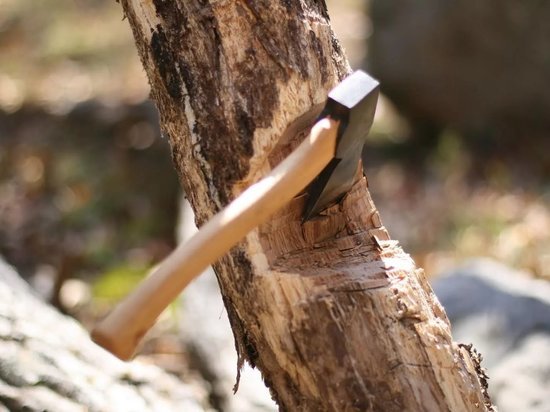 Жители Кузбасса невольно стали "черными" лесорубами