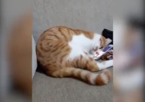 Миллионы просмотров собрало трогательное видео, на котором кот смотрит на своего погибшего хозяина на экране смартфона