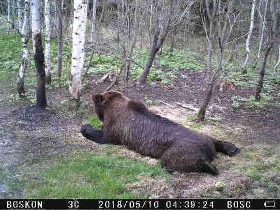 В Нижегородской области насчитали 966 медведей