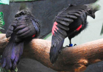 Двух птенцов краснокнижных Гвинейских турако впервые удалось выкормить специалистам Московского зоопарка