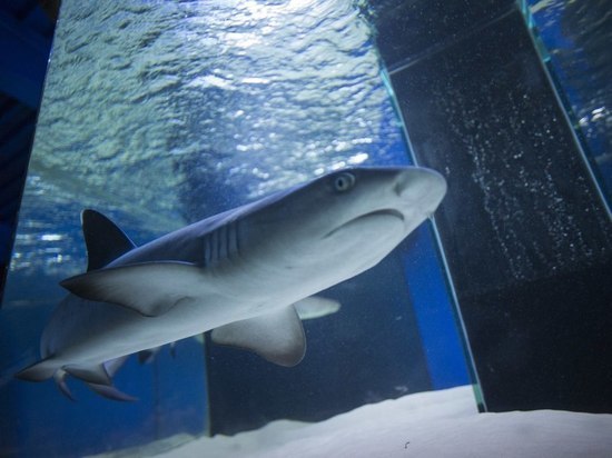 Жителей Саратова приглашают на экзотическую экскурсию с живой акулой