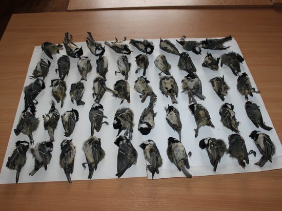 Нижегородские экологи обвинили торговый центр в гибели птиц