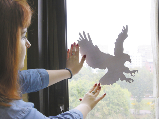 Спасти птиц можно — достаточно наклеить на стекло силуэт ястреба