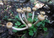 В последний месяц сухая и тёплая погода не способствовала обильному росту грибов в подмосковных лесах