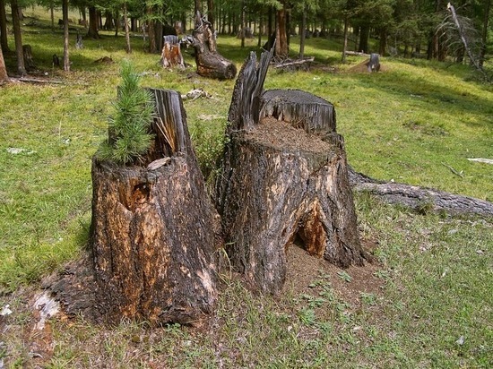 В Бурятии мастер леса нанес природе 1 миллион ущерба