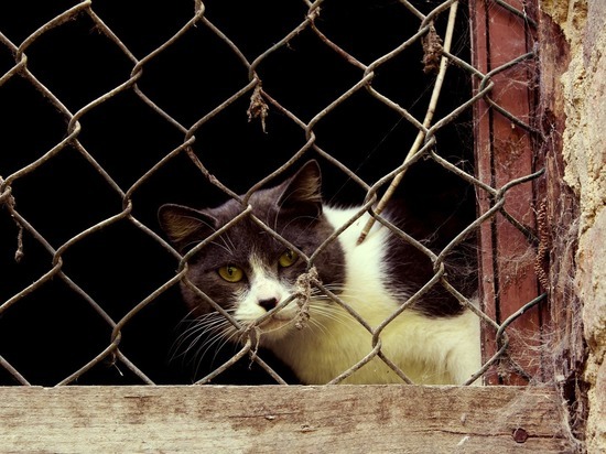 Любители кошек жалуются на «замурованных» питомцев в Барнауле