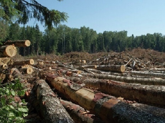 В Томске раскрыта контрабанда леса на 40 миллионов рублей