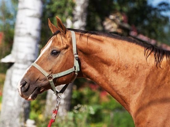 Пробило грудь: житель Бузулукского района едва не погиб после встречи с лошадью