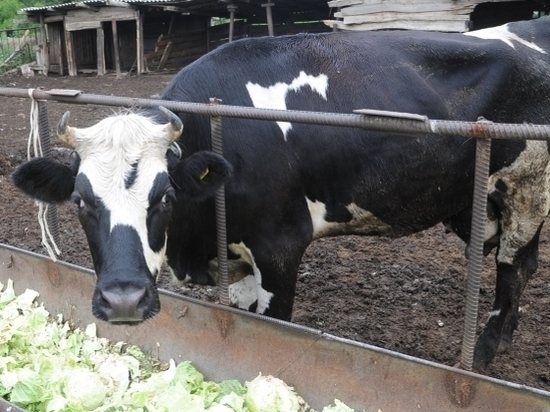 Купить корову или открыть бизнес: жители Волгоградской области оформляют соцконтракты