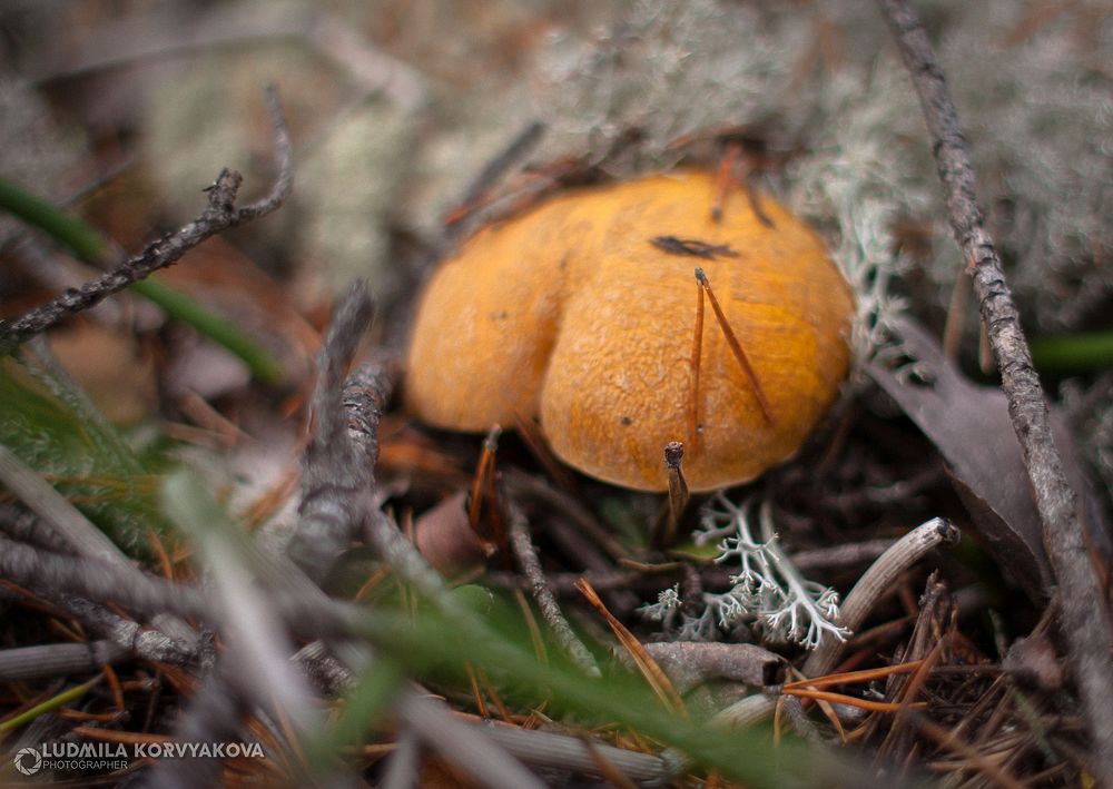 За добычей: проверили, есть ли грибы в карельских лесах