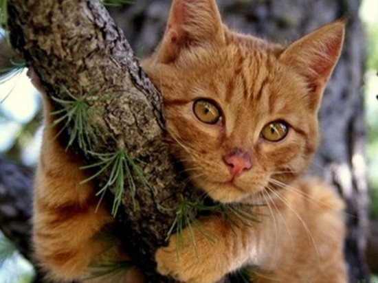 Объявление об орущем на тополе коте появилось в социальных сетях вчера. Автор его, Ольга Тюпышева, утверждала, что кот орёт на дереве уже двое суток, МЧС не реагирует