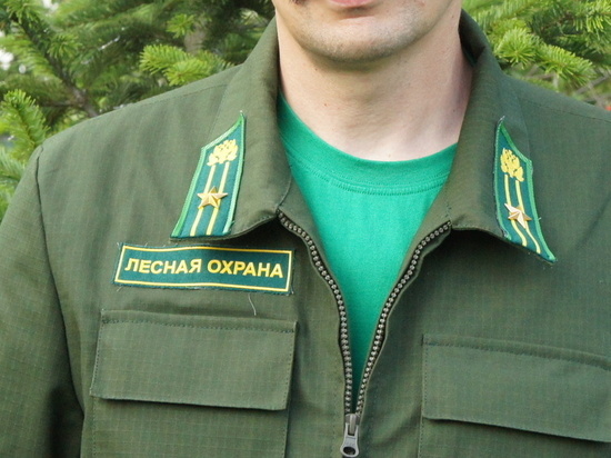 Тяжинским лесничим вручили областные награды в честь дня работников леса
