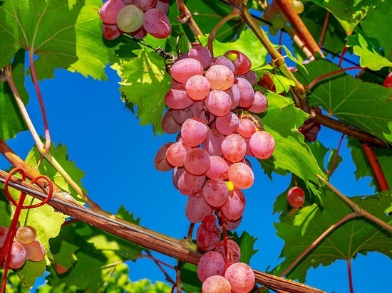 В Алтайский край не пустили 20 тонн подозрительного винограда