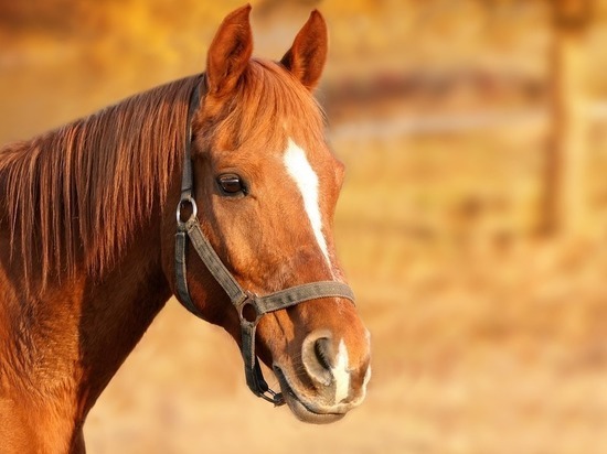 Встала на дыбы: 9-летняя оренбурженка пострадала в конном клубе