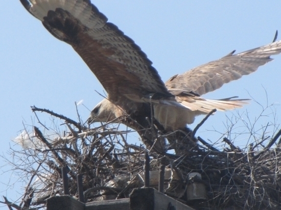 В Приэльтонье птицам вьют гнезда на железных каркасах