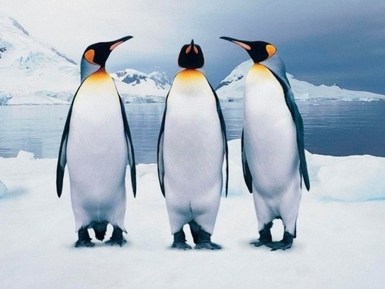 Пингвинов завезут в нижегородский зоопарк «Лимпопо»