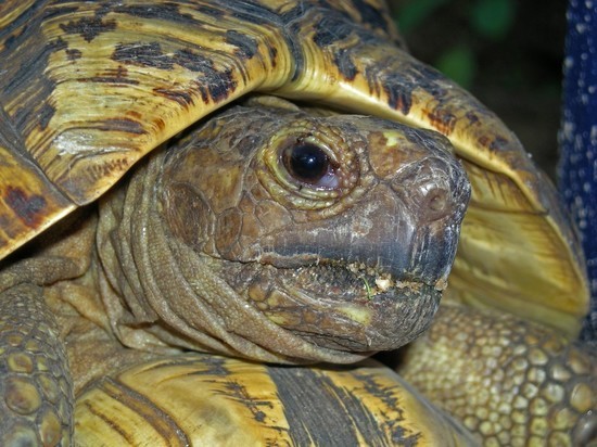В Ржевском районе крошечная черепаха прошла 2 километра, возвращаясь домой