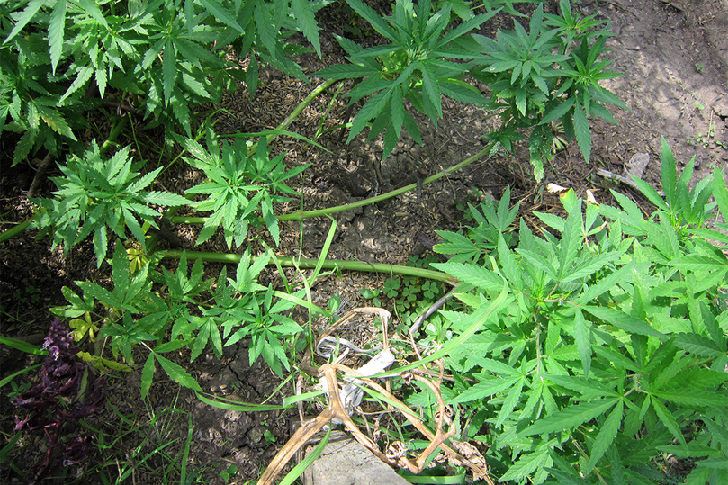 Как вывести коноплю на огороде марихуана чем заменить