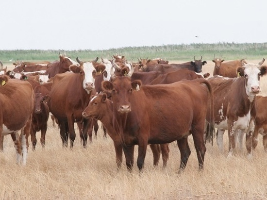 Калмыцкий фермер продал бруцеллезных коров на Кавказ