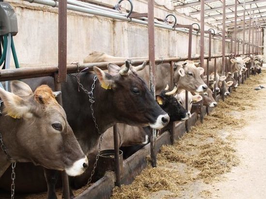 Костромские аграрии наращивают объёмы производства и переработки молока