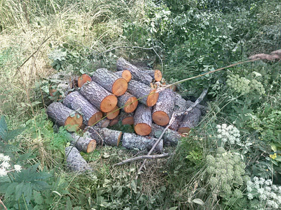 "Чёрный" лесоруб в Тверской области оставил на месте преступления пилу