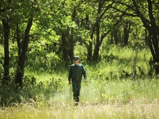 Запрет на посещение волгоградских лесов продлили еще на 21 день