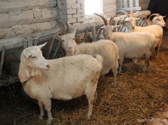 Очаг оспы овец обнаружен в Тульской области