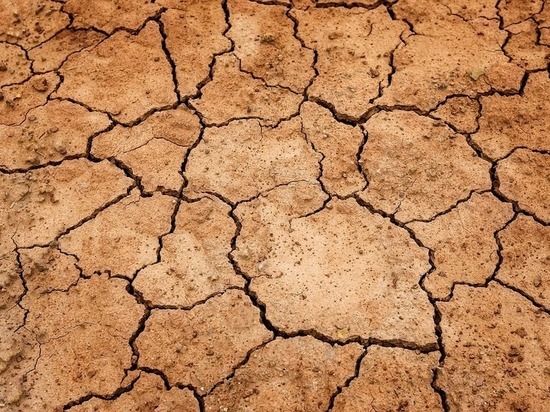 В Оренбуржье засуха сгубила урожай на площади 352,7 тысяч гектаров