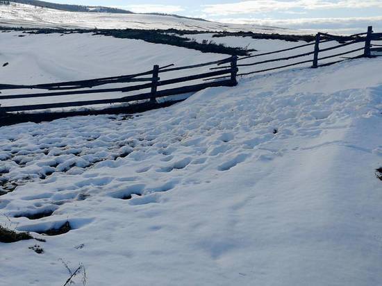 Мокрый снег погубил в Бурятии около 40% урожая зерновых культур