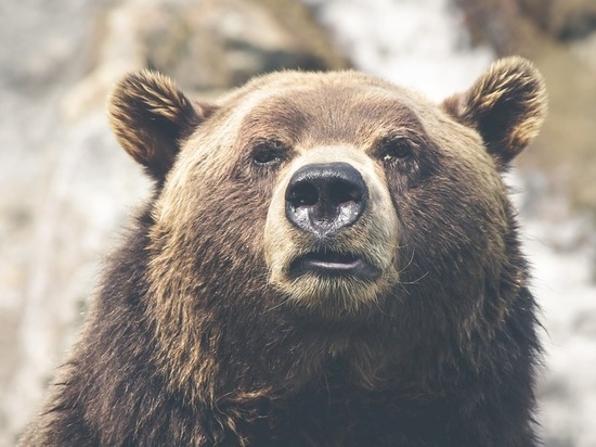 Медведь, напавший на человека в Калевальском районе, мог быть каннибалом