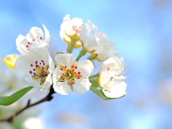 В Курске состоится акция "Белый цветок"