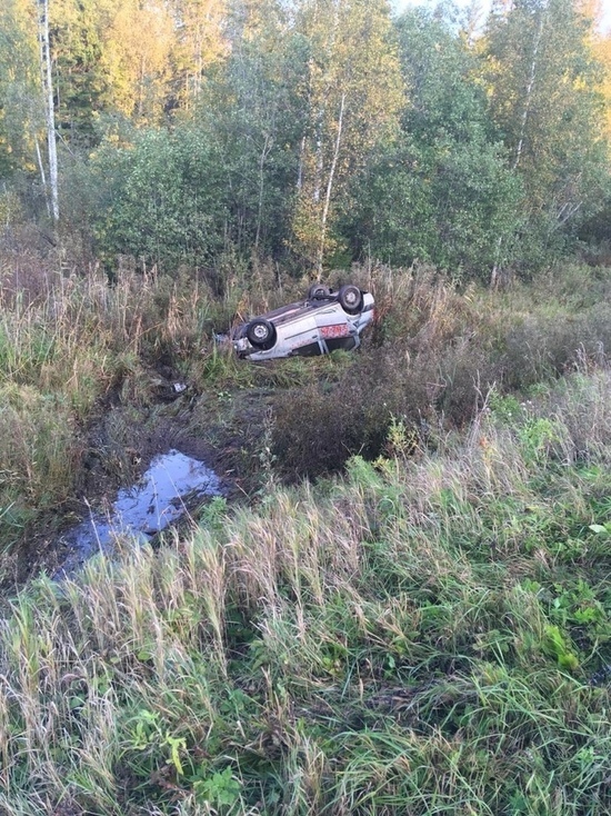 Выбежавший на дорогу лось в Тверской области стал причиной трагедии