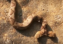 Жительница американского штата Вирджиния американка обнаружила в своем саду редкую двухголовую змею и сообщила об этом учёным