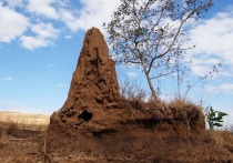 Группа учёных под руководством Тосихиса Ясиро из Киотского университета обнаружила на японских островах Сикоку и Кюсю колонии термитов, состоящие исключительно из самок